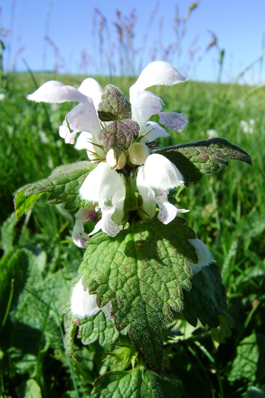 Lamium maculatum